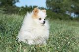 SPITZ ALLEMAND 418